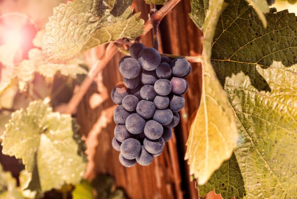 grapes-on-vine